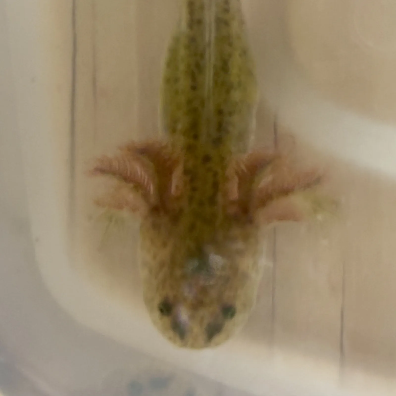 Larva 2